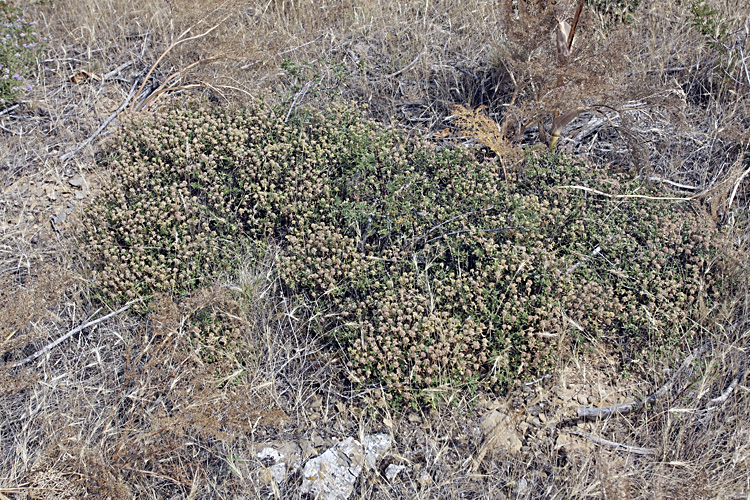 Изображение особи Thymus seravschanicus.