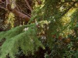 Cedrus deodara. Ветвь с шишками. Южный Берег Крыма, Никитский ботанический сад. 25 августа 2007 г.