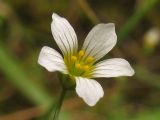 Linum catharticum
