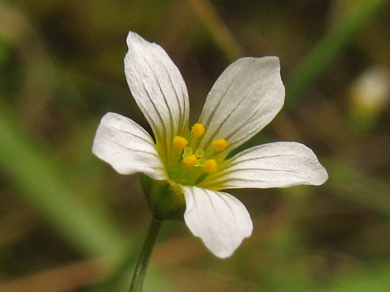 Изображение особи Linum catharticum.