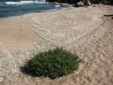 Salsola pontica. Растение на песчано-ракушечниковом пляже. Крым , Керченский п-ов, РЛП Караларская степь. 24.09.2011.