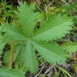 Potentilla