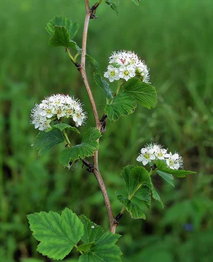 Изображение особи Physocarpus opulifolius.