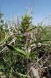 Dracocephalum thymiflorum. Верхушка цветущего растения. Карагандинская обл., Жанааркинский р-н, горы Актау, каменистый склон. 16 мая 2010 г.