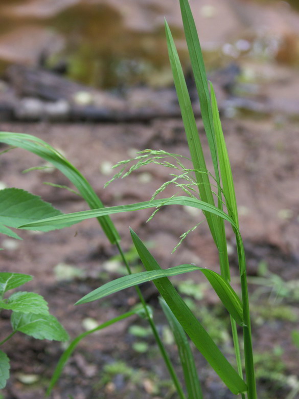 Image of Poa remota specimen.