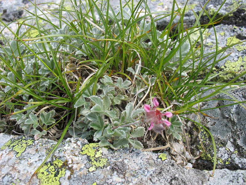 Изображение особи Potentilla divina.