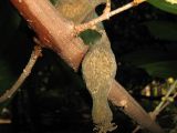 Chimonanthus praecox. Часть ветки с высохшим прошлогодним плодом. Крым, Ялта, в культуре. 11 января 2012 г.