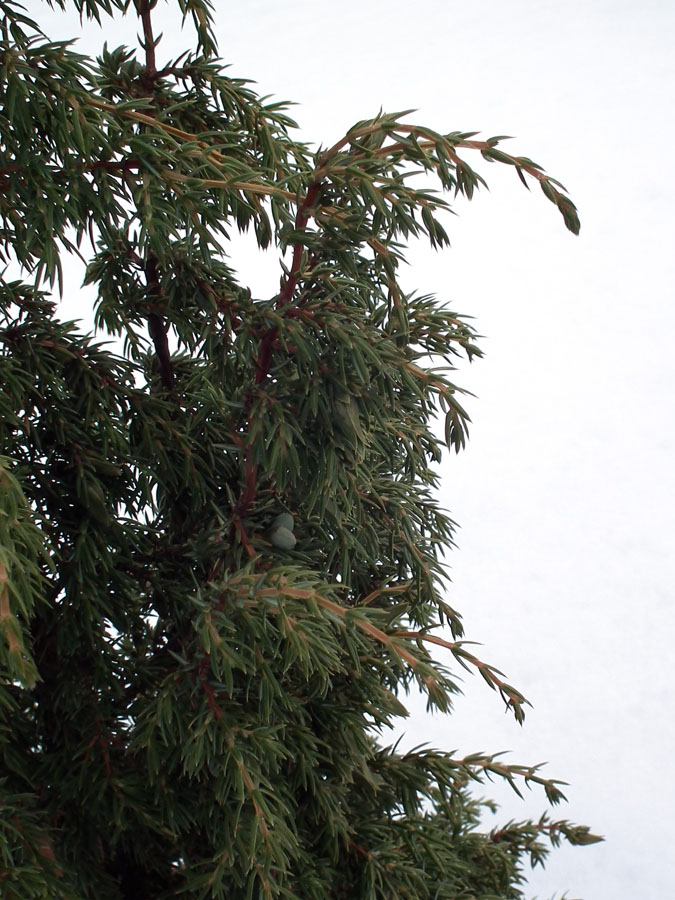 Image of Juniperus communis specimen.