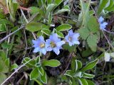 Gentiana squarrosa. Цветки. Хабаровский край, Ванинский р-н, окр. пос. Высокогорный, сухой каменистый склон. 13.06.2005.