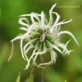 Clematis hexapetala