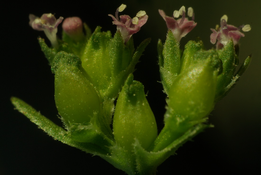 Image of Valerianella pontica specimen.