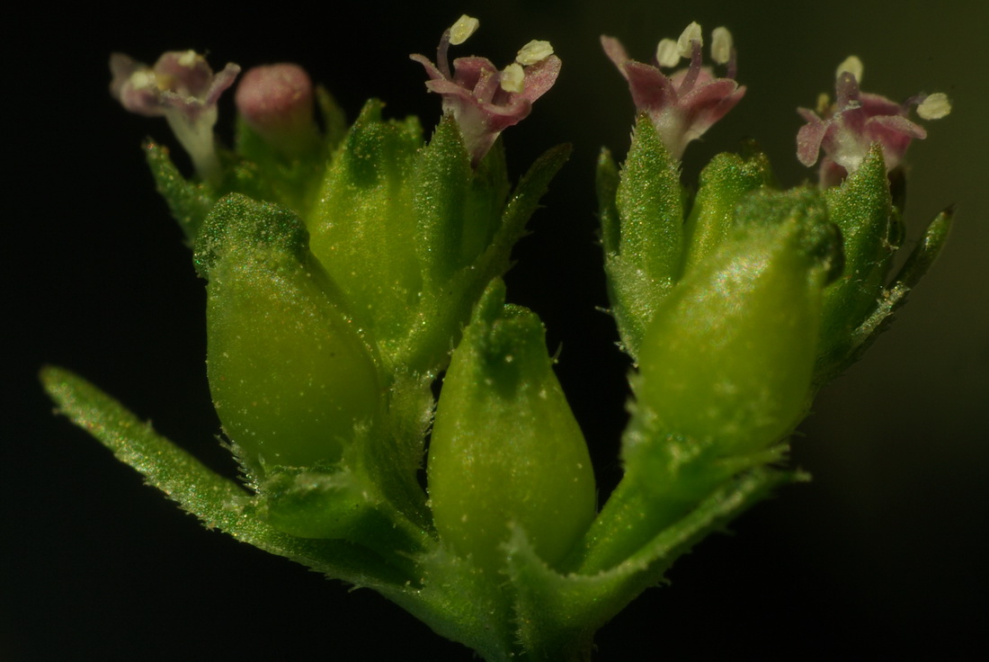 Изображение особи Valerianella pontica.