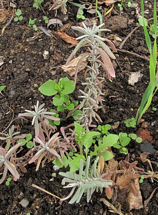 Изображение особи Lavandula angustifolia.