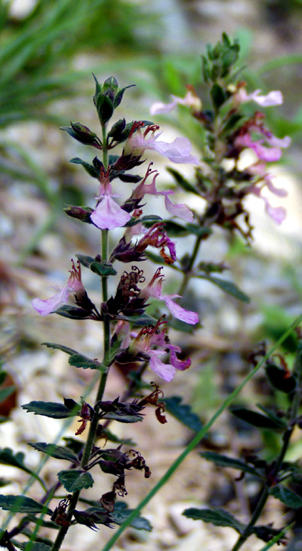 Image of Teucrium chamaedrys specimen.