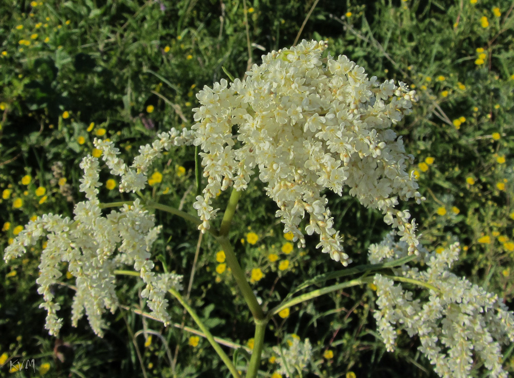 Изображение особи Aconogonon alpinum.