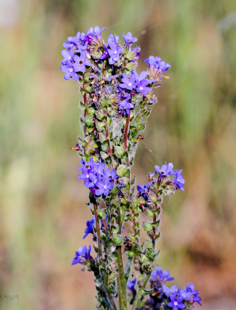 Изображение особи Anchusa officinalis.