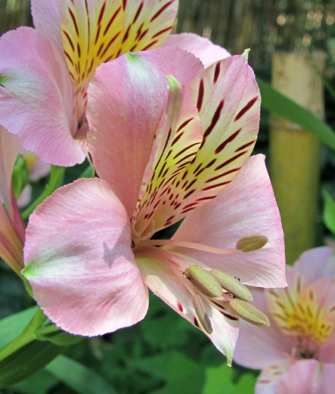 Изображение особи род Alstroemeria.