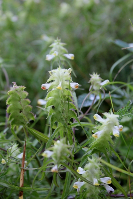 Изображение особи Melampyrum cristatum.