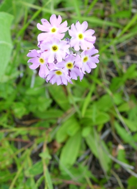 Изображение особи Primula longiscapa.