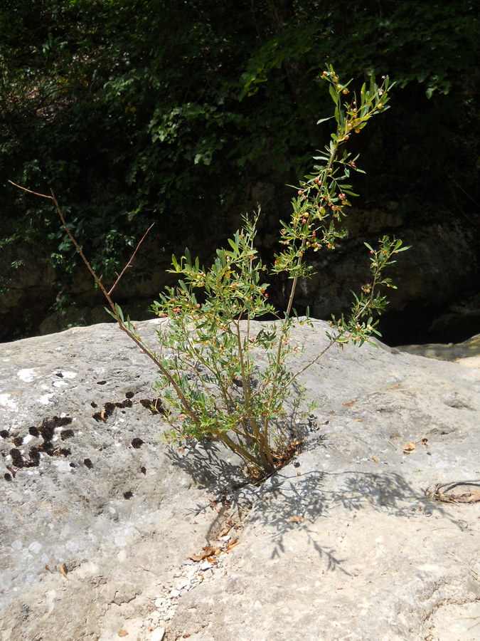 Image of Salix purpurea specimen.