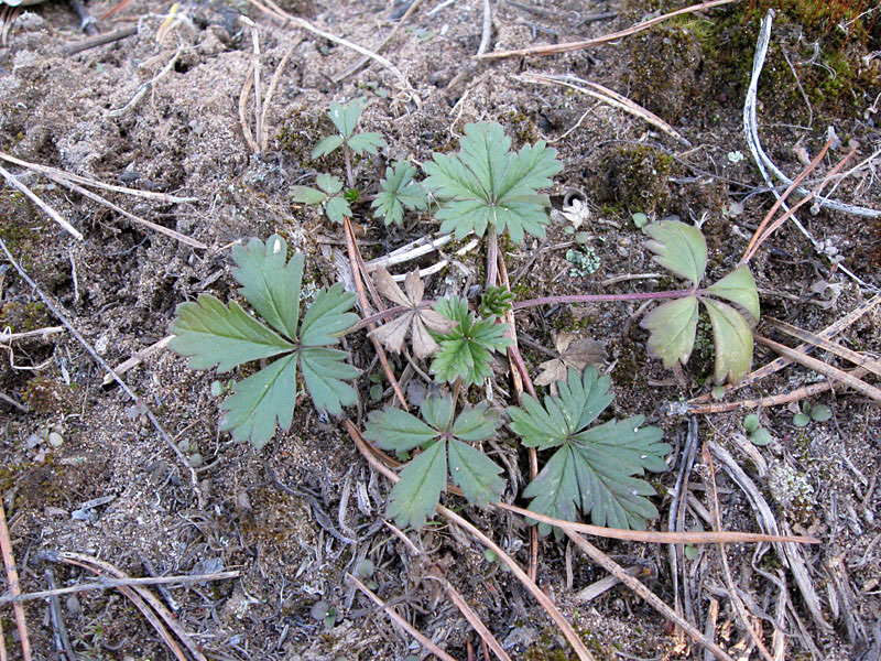 Image of Potentilla intermedia specimen.