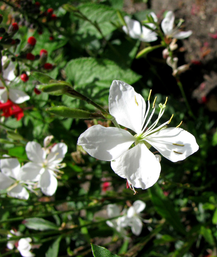 Image of Gaura lindheimeri specimen.