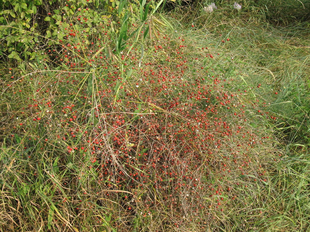 Изображение особи Asparagus officinalis.