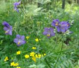 Polemonium caeruleum