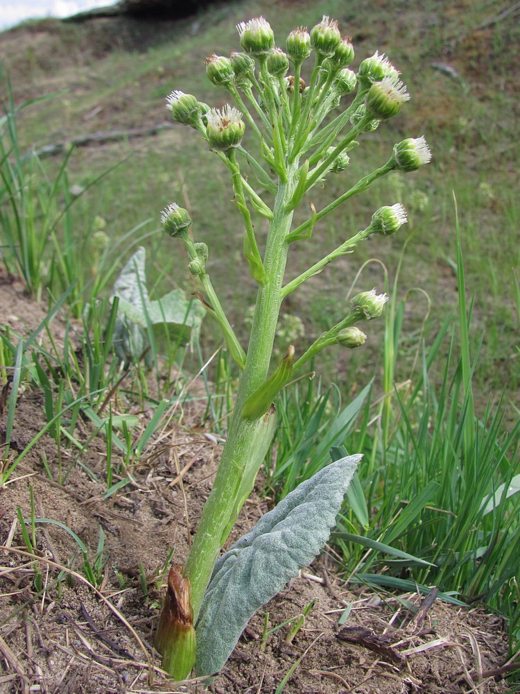 Изображение особи Petasites spurius.