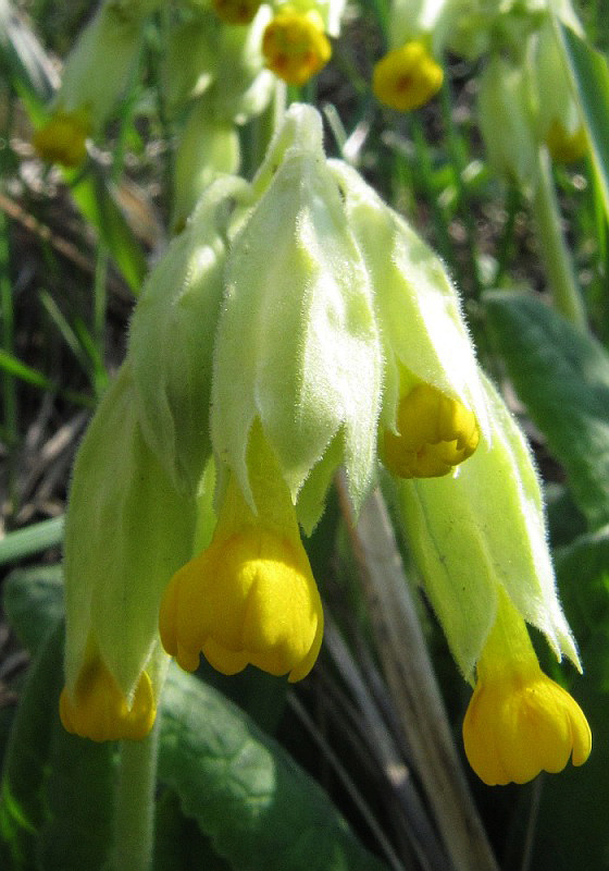 Image of Primula veris specimen.