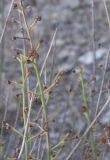 Scrophularia variegata