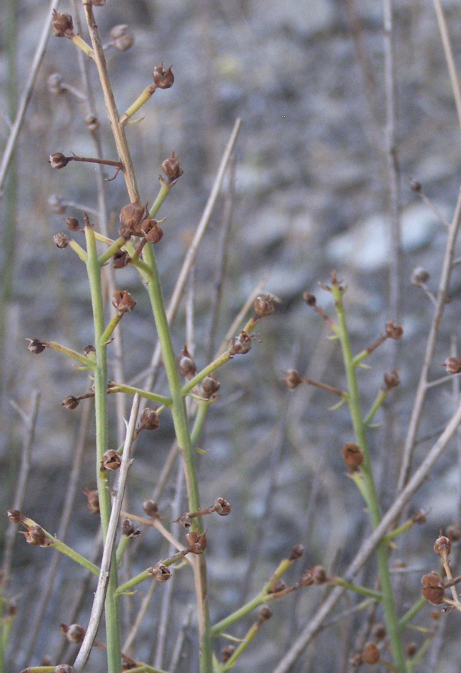 Image of Scrophularia variegata specimen.