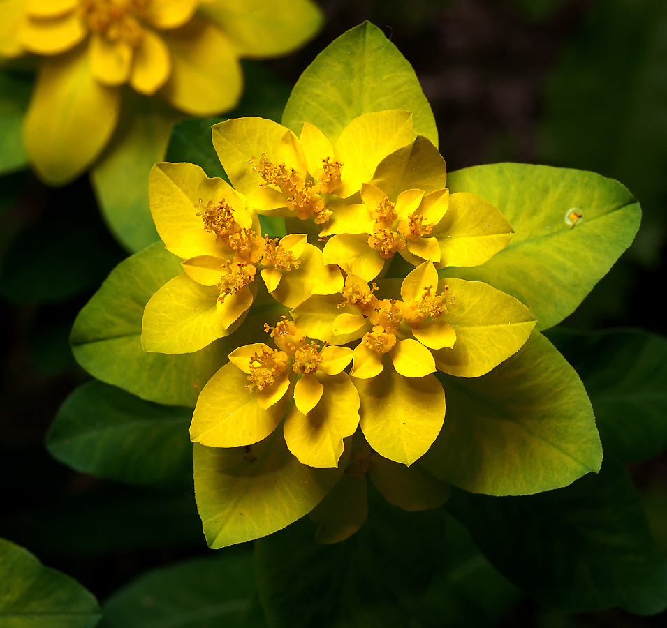 Image of Euphorbia lingulata specimen.