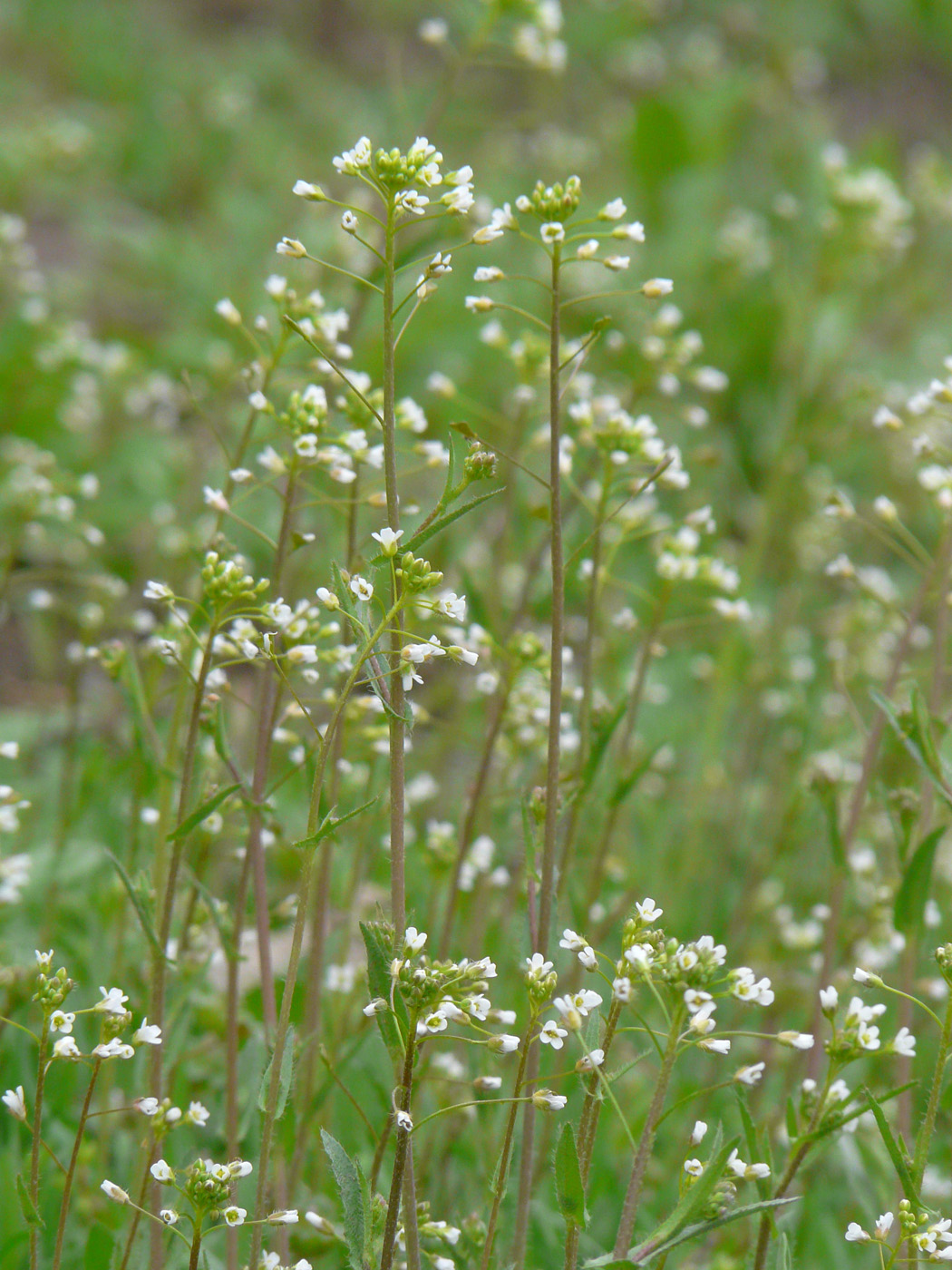 Изображение особи Capsella bursa-pastoris.