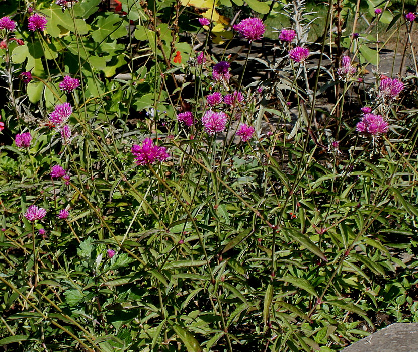 Image of Gomphrena globosa specimen.