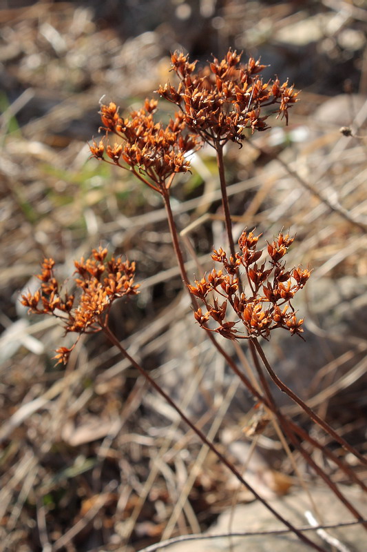 Изображение особи Aizopsis hybrida.