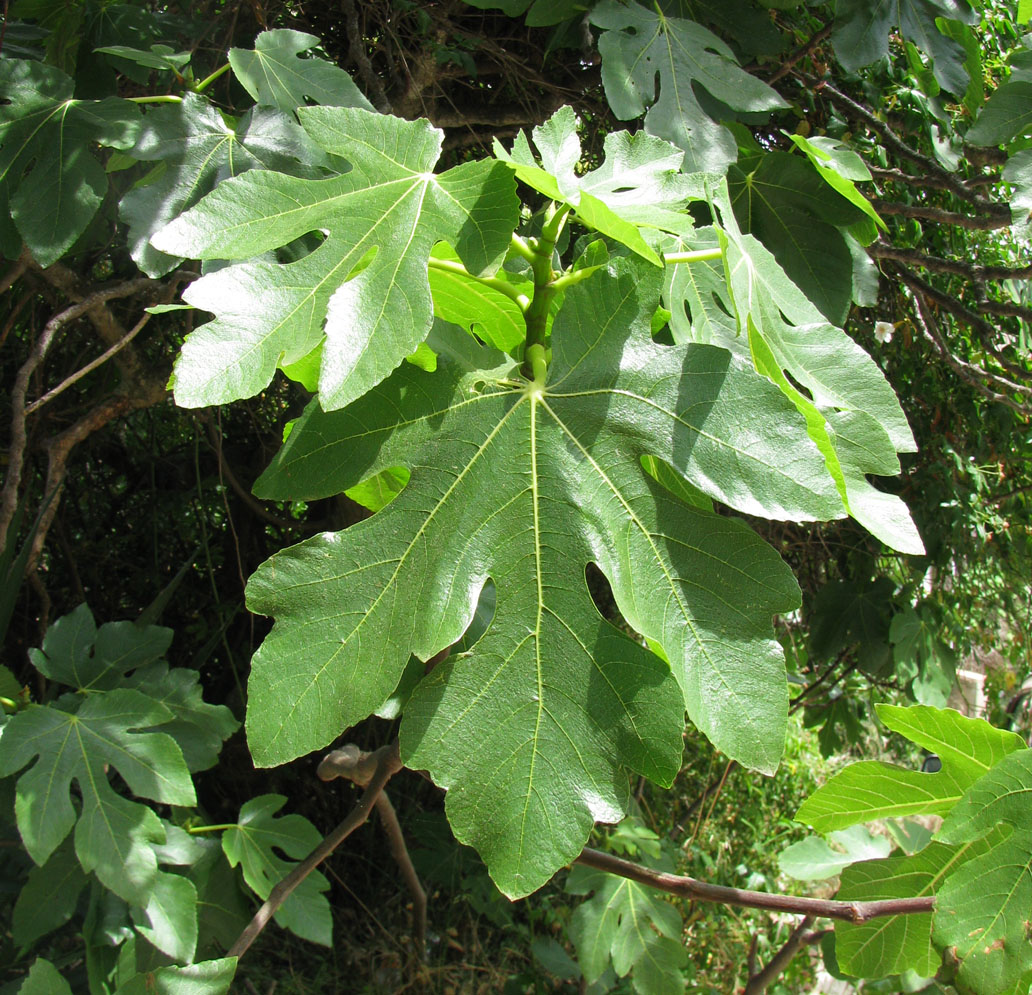 Изображение особи Ficus carica.