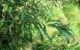 Salix &times; stipularis