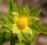 Potentilla norvegica. Цветок. Хабаровский край, Ванинский р-н, окр. пос. Высокогорный, возле дороги. 18.06.2012.