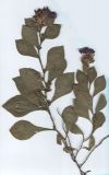 Ceratostigma willmottianum. Выкопанное растение. Автономная Республика Крым, Алуштинский р-н, побережье Чёрного моря, окрестности пансионата «Киев»; клумба. 11.09.1998.