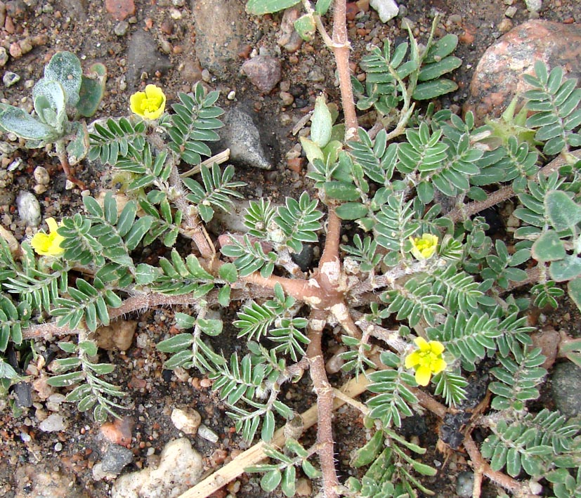 Изображение особи Tribulus terrestris.