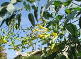 Nicotiana glauca. Ветви цветущего растения. Хорватия, Истрия, пос. Баньоле, палисадник. 07.09.2012.