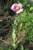 Papaver somniferum