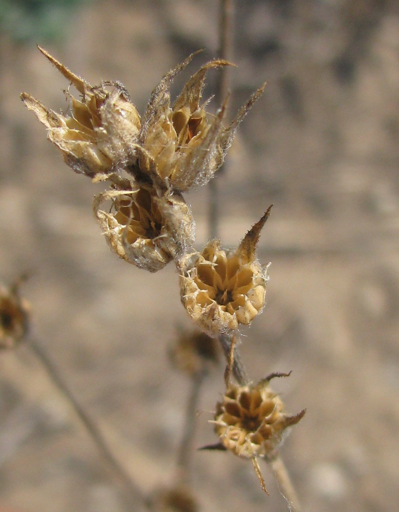 Image of genus Linum specimen.