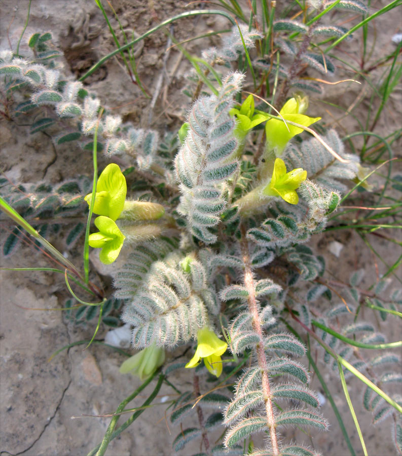 Изображение особи Astragalus caprinus.