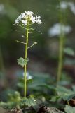 Pachyphragma macrophyllum