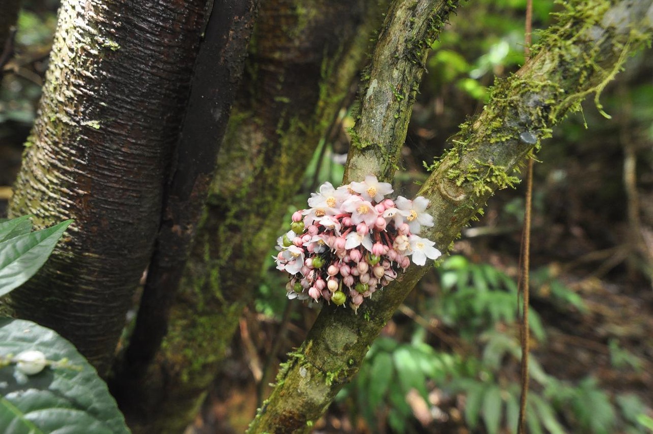 Image of genus Saurauia specimen.