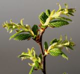 Carpinus betulus. Верхняя часть веточки с побегами. Германия, г. Кемпен, в городском саду. 20.04.2013.