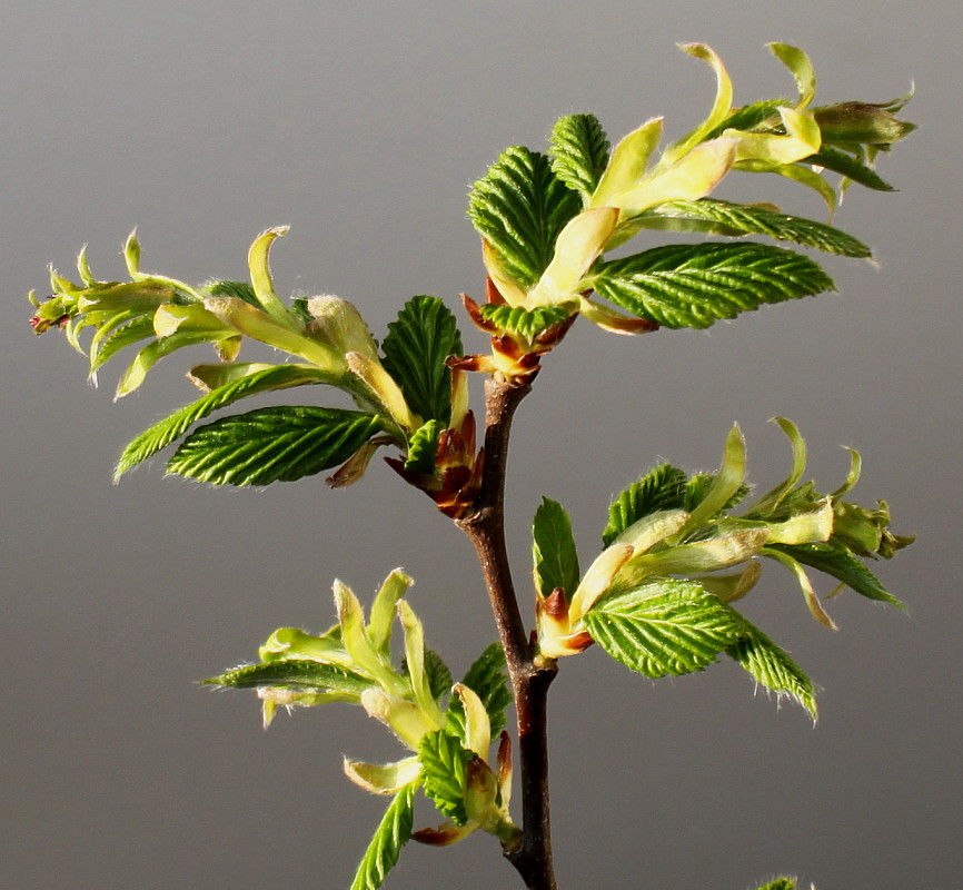 Изображение особи Carpinus betulus.