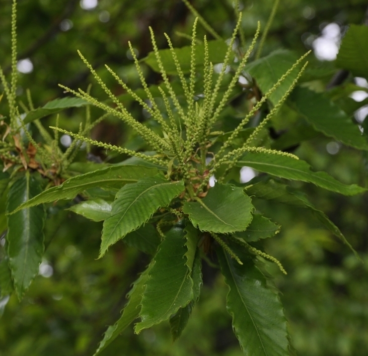 Image of Castanea sativa specimen.